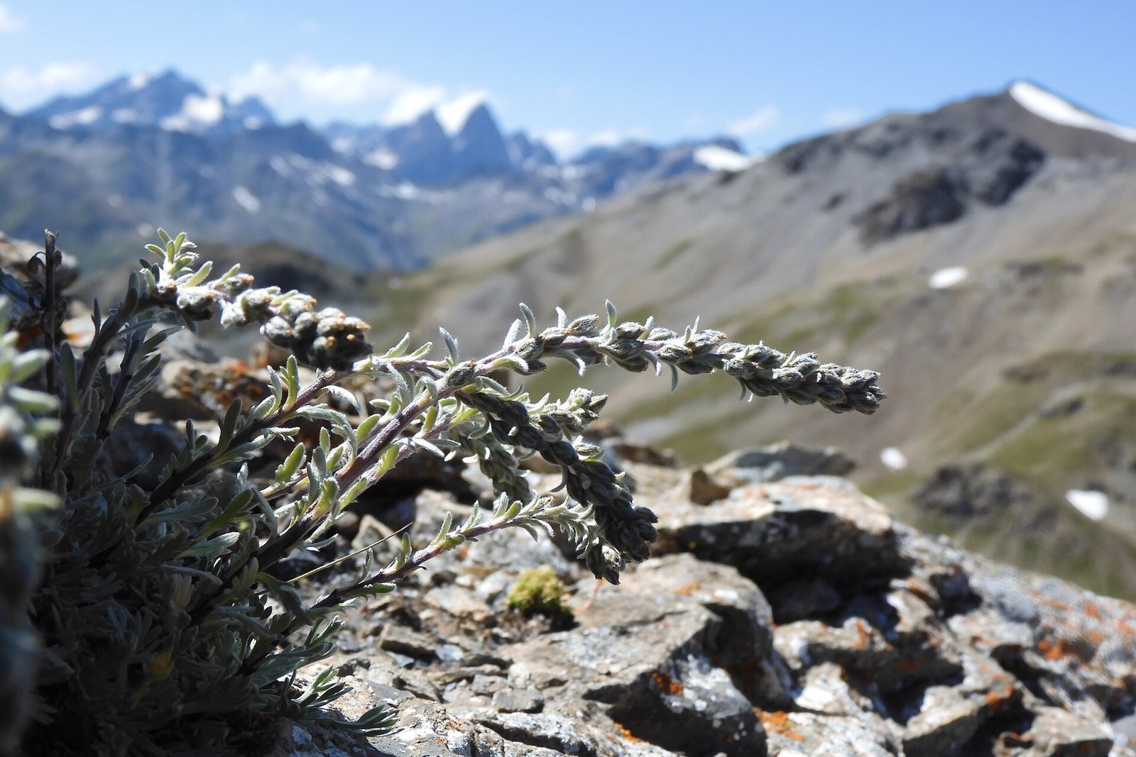 Pianta di genepì nero (Artemisia genipi) tra le rocce d'alta quota con montagne sullo sfondo