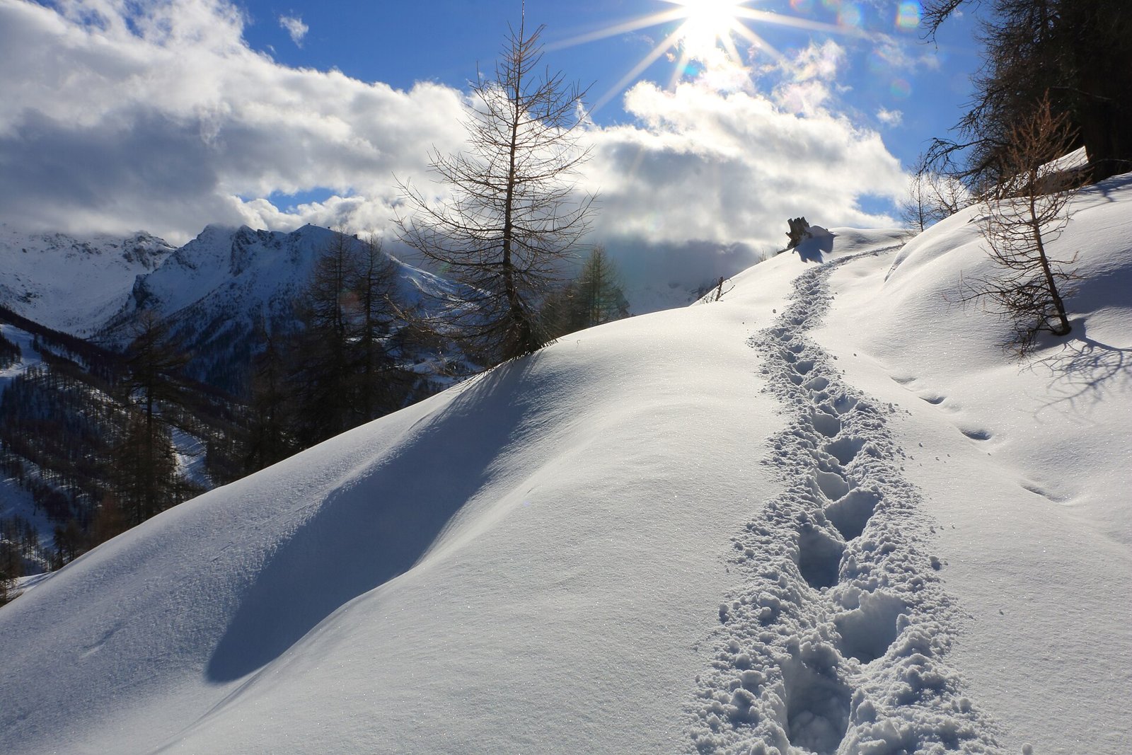 Traccia di passi nella neve fresca su un pendio tra i larici sopra il Colle del Sestriere